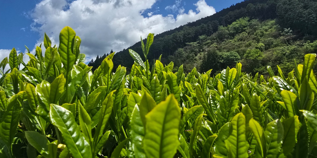 Loose Leaf Tea vs Tea Bags: What's Actually in Your Cup