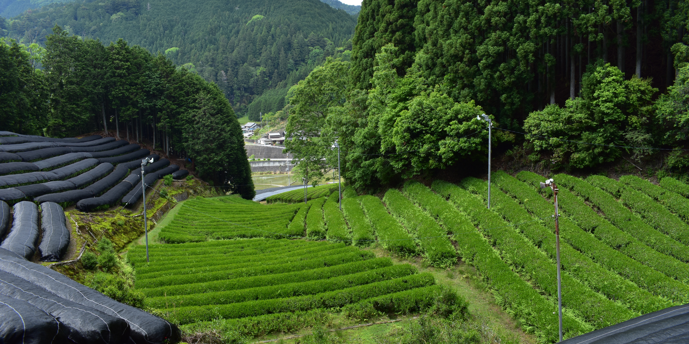 Organic Japanese Matcha Microfarm - Estradora Japanese Matcha Tea Shop | Cyprus