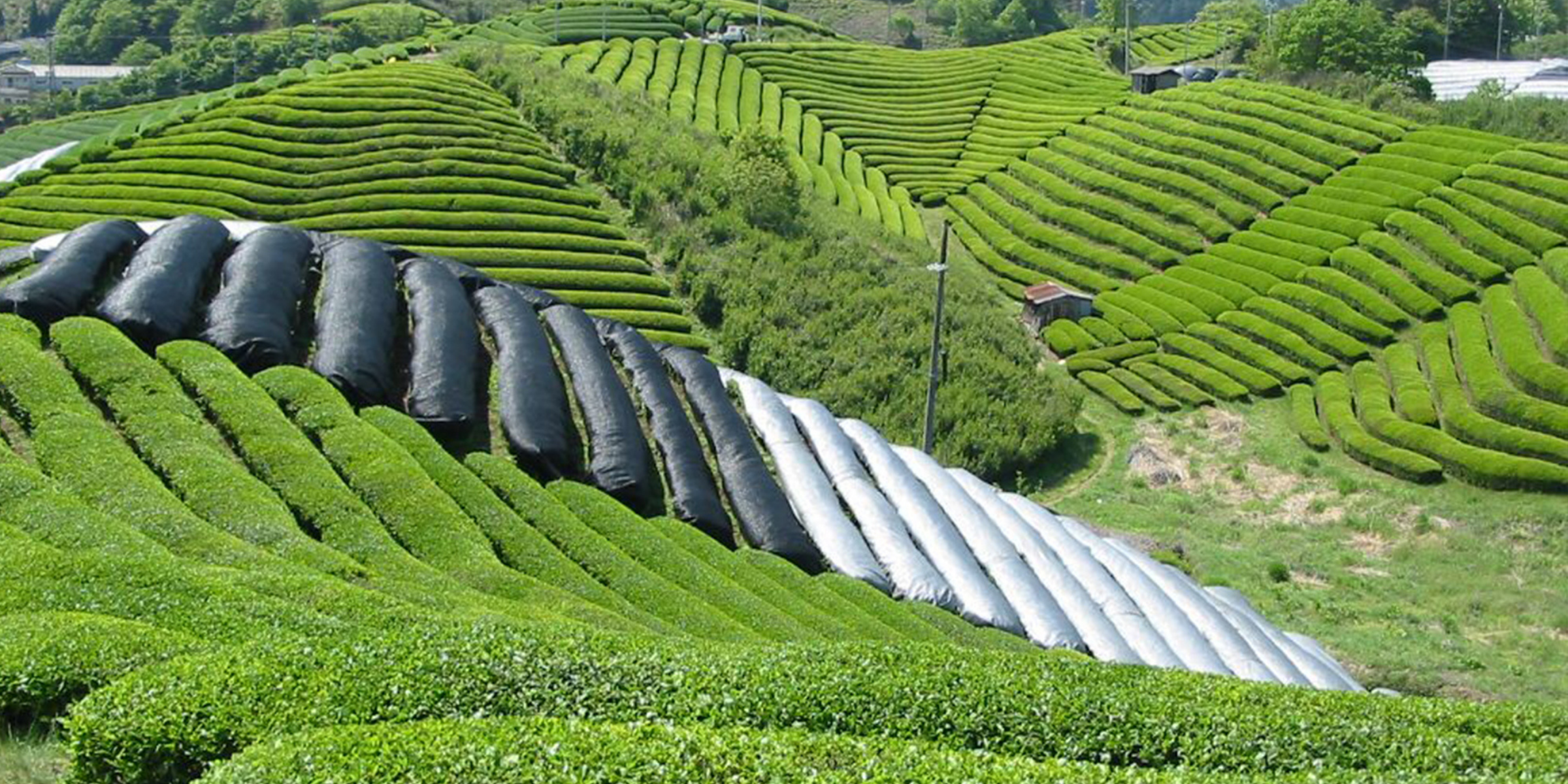 Estradora - Japanese Gyokuro tea fields with shaded rows for premium green tea cultivation in Japan