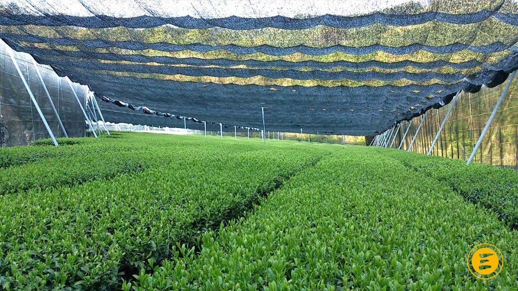 Organic Japanese Matcha Microfarm