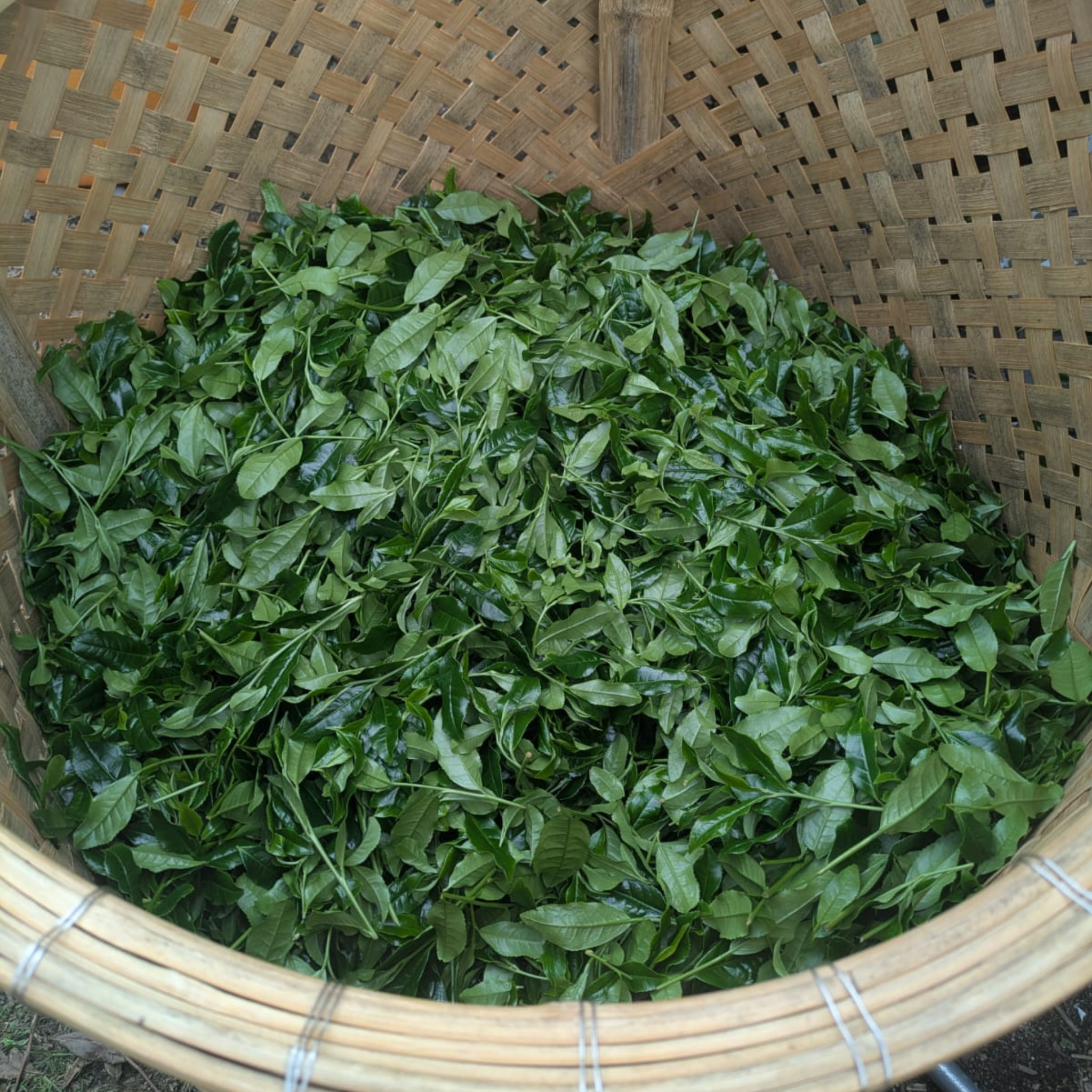 Freshly picked Yabukita tea leaves in a bamboo basket, first harvest used for Kasumi ceremonial matcha.