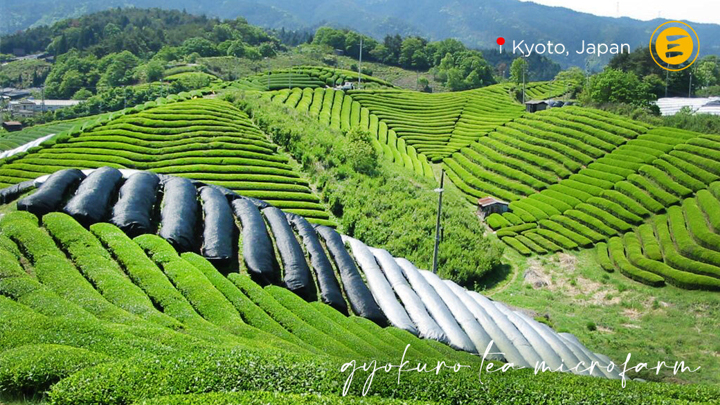 Gyokuro: Rarest Japanese Green Tea