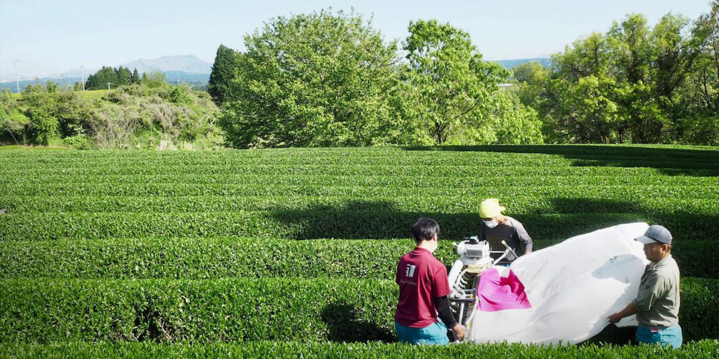 Estradora - Japanese tea farmers harvesting fresh green tea leaves in organic tea fields under sunny sky