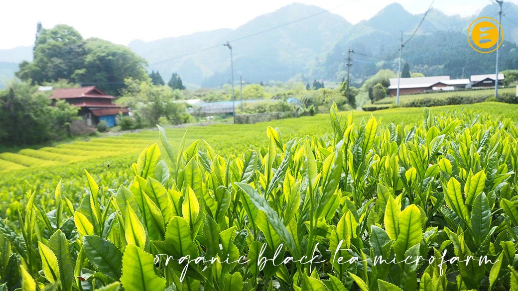 Japanese wakoucha black tea microfarm in Japan – young tea leaves in spring harvest. Cyprus & worldwide delivery.
